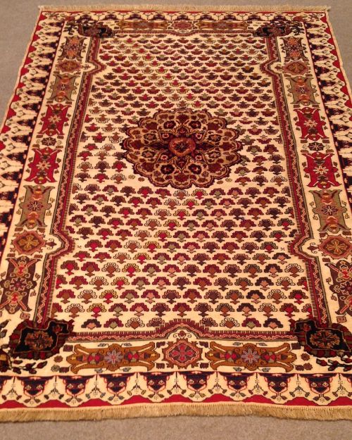 GUL BERCESTE 6323